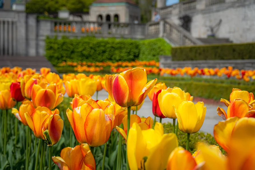 Close-up view of vibrant colorful tulips in Oakes Garden Theatre with detailed flower petals showing the beauty guests can enjoy and smell while walking