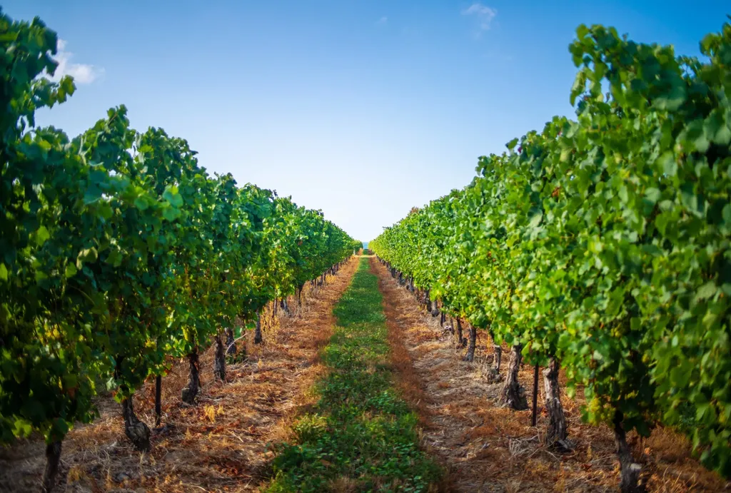 Vineyard rows near Niagara-on-the-Lake in wine country